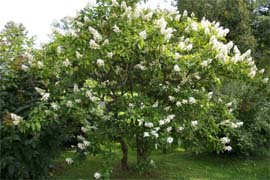 Rispenhortensie kann als Baum erzogen werden