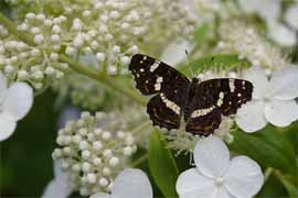 Rispenhortensie lockt Schmetterlinge an