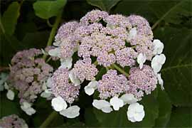 Blte der Samthortensie Hydrangea sargentiana