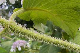 Behaarter Zweig der Samthortensie Hydrangea sargentiana