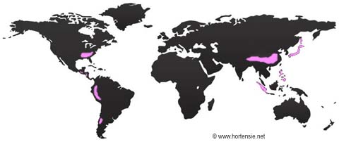 Weltweite Verbreitung der Hydrangea (Hortensie)